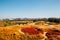 Panoramic view of dry reed field. Autumn of Gaetgol Eco Park in Siheung, Korea