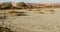 Panoramic view on the dry terrain of Namib desert with dry grass and trees, 4k