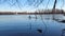 Panoramic view on the edge of the river with a blue sky reflecting in the water and a cormorant on a branch