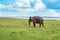 Panoramic view with elephant