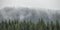 Panoramic view of evergreen forest with low clouds