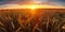 Panoramic view on field of golden ripe wheat on sunset. Generative AI