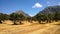 Panoramic view of field with growing olive trees and mountains in the background on Crete island