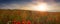 Panoramic view of field of poppies at sunrise