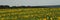 Panoramic view of a field of sunflowers on a background of green forest and church. Cherkasy region, Ukraine