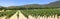 Panoramic view of a field of vines in Luberon - Provence - France