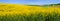 panoramic view fields hills of oilseed rape in bloom