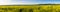 Panoramic view of fields of wild mustard on the Pacific Ocean coastline close to Half Moon Bay, California