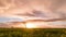 Panoramic view of a flowering  yellow daisy flowers