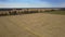 Panoramic view gold wheat field with combines