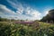 Panoramic view of the Gorky park