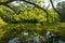 The panoramic view of Goshikinuma Pond is in Fukushima, Japan, the huge branches reflecting the clear and still water