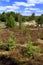 Panoramic view of grassy forest meadows in spring season in central Poland mazovian plateaus near Warsaw