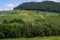 Panoramic view on green hilly vineyards near wine village Chateau-Chalon in Jura, France