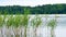 Panoramic view of Green reed and a sheet of water from the lake.