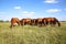 Panoramic view of herd of horses when grazing on meadow