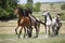 Panoramic view of herd of horses while running home on rural animal farm