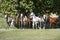 Panoramic view of herd of horses while running home on rural animal farm