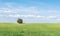 Panoramic view of holm oak isolated on a green wheat field, under a clean blue sky