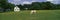 Panoramic view of horses grazing in springtime field, Eastern Shore, MD