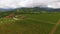 Panoramic view of huge grape plantation and house, agriculture, farming business