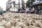 Panoramic view of hundreds of sheep crowded on the main street of Madrid. They stand waiting at a red traffic light. A lot of peop
