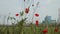 Panoramic view of incineration plant behind some poppies and grass