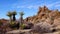 A panoramic view in Joshua Tree National Park. Joshua Tree Yucca brevifolia and Rock Formations. CA