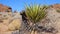 A panoramic view in Joshua Tree National Park. Joshua Tree Yucca brevifolia and Rock Formations. CA