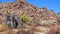 A panoramic view in Joshua Tree National Park. Joshua Tree Yucca brevifolia and Rock Formations. CA