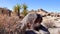 A panoramic view in Joshua Tree National Park. Joshua Tree Yucca brevifolia and Rock Formations. CA