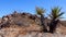 A panoramic view in Joshua Tree National Park. Joshua Tree Yucca brevifolia and Rock Formations. CA