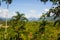 panoramic view of the jungle with mountains and lush trees in the city of tingo mmariaperu -