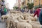 Panoramic view of a large group of sheep passing through the center of Madrid along with their shepherds.