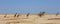 Panoramic view of a large herd of Giraffe on the dry African Plains