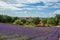 Panoramic view of lavender fields and the town of Valensole.