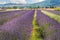 Panoramic view of lavender`s fields in blossom
