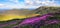 Panoramic view in lawn with rhododendron flowers. Mountains landscapes. Location Carpathian mountain, Ukraine, Europe. Spring.