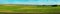 Panoramic view of lines green field and dry cornfield