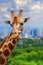 Panoramic view from a lonely giraffe with the city of on the background