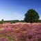 Panoramic view on Lueneburg Heath