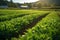 A panoramic view of a lush green farm with rows of crops stretching into the distance, showcasing the vastness and productivity of