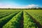 A panoramic view of a lush green farm with rows of crops stretching into the distance, showcasing the vastness and productivity of