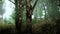 Panoramic view of the majestic evergreen forest in a morning fog