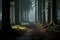 Panoramic view of the majestic evergreen forest in a morning fog. Mighty tree silhouettes. Atmospheric dreamlike autumn landscape