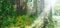 Panoramic view of the majestic evergreen forest in summer day