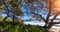 Panoramic view of mallorca coastline on a sunny summer day