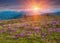 Panoramic view of a meadow of blooming crocuses in the mountains.