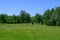 Panoramic view of the meadow, forest. some birch trees in the foreground. A very scenic meadow, a fabulously romantic