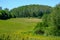 Panoramic view of the meadow, forest. some birch trees in the foreground. A very scenic meadow, a fabulously romantic